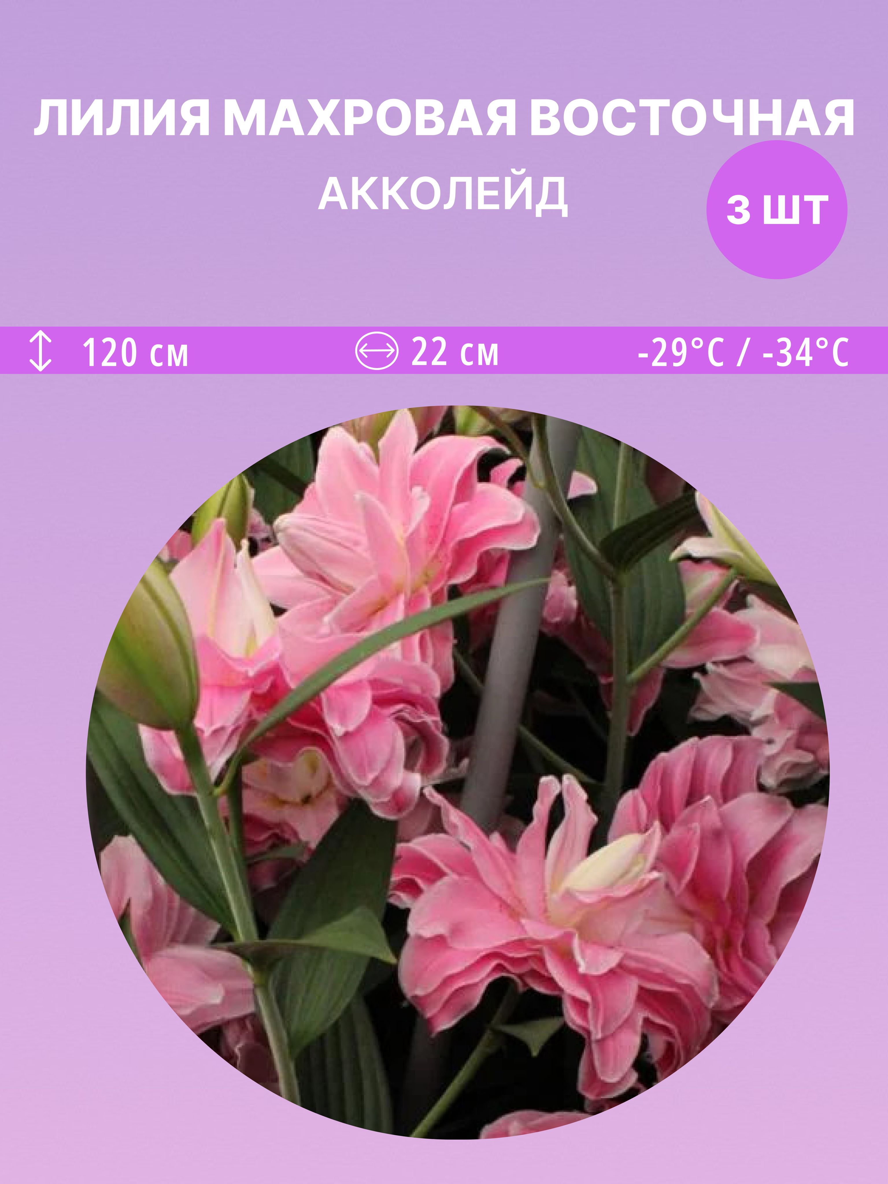ЛилиявосточнаяАкколейд,многолетниецветыдлясадаидачи3луковицы