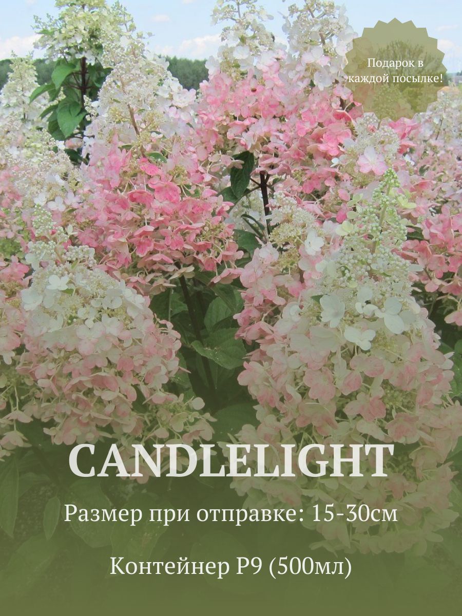 ГортензияметельчатаяКанделайт(Candlelight)встаканеp9