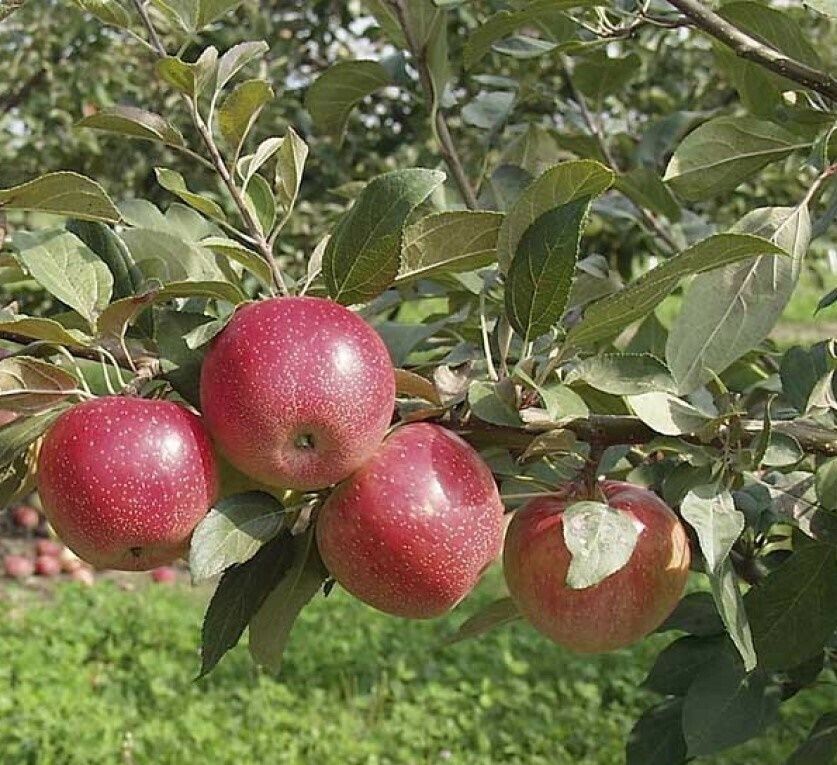 Сорт яблони пепин шафранный. Сорт яблони пепин шафранный. Пипин шафранный. Сорт яблони пепин шафран. Пипин шафранный.