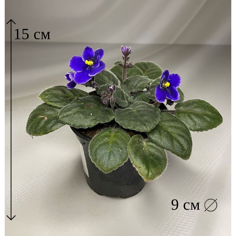 Фиалка (Сенполия) синяя в горшке D-9 см живое растение