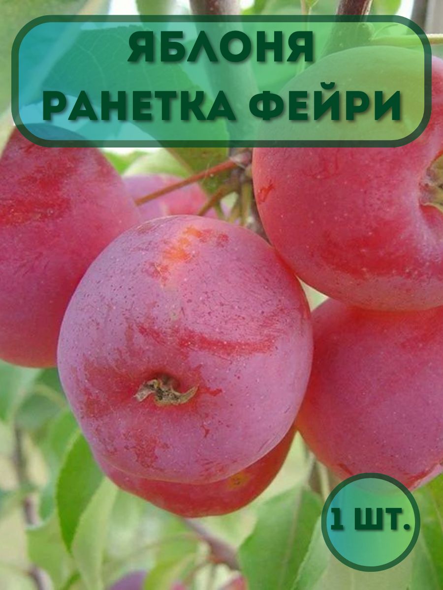 ЯблоняРанеткаФейрисаженец