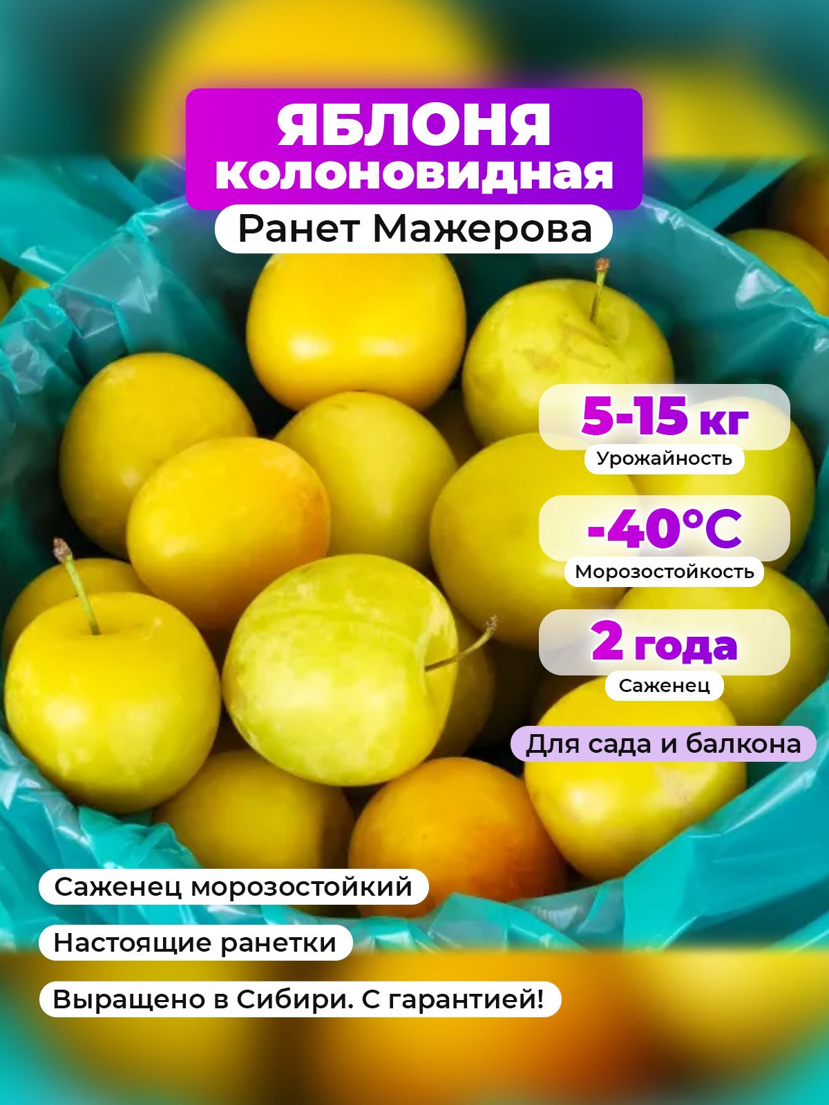 СаженецморозостойкийЯблоняколоновиднаяРанетМажерова