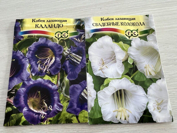 Кобея кобея лазающая_белый_фиолетовый - купить по выгодным ценам в ...