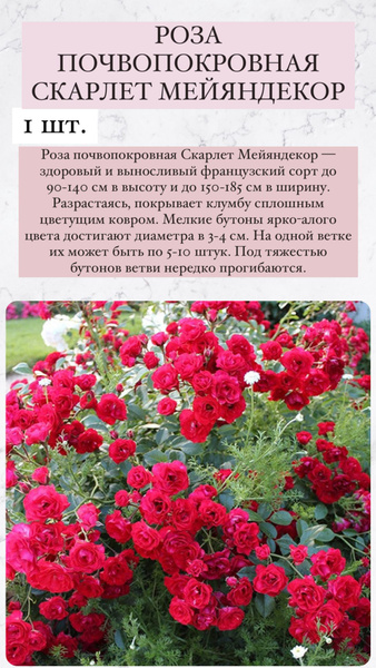 Луковицы Роза, Роза комнатная купить по выгодной цене в интернет ...