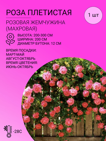 Роза Плетистая роза_Розовая Жемчужина - купить по выгодным ценам в ...