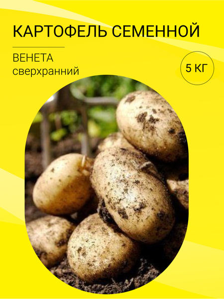 Картофель "Венета": описание сорта, фото, отзывы