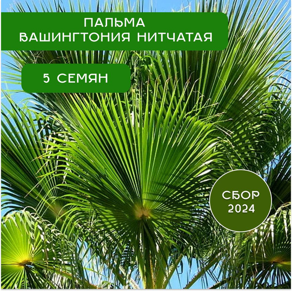 Вашингтония комнатная пальма Петуния - купить по выгодным ценам в ...