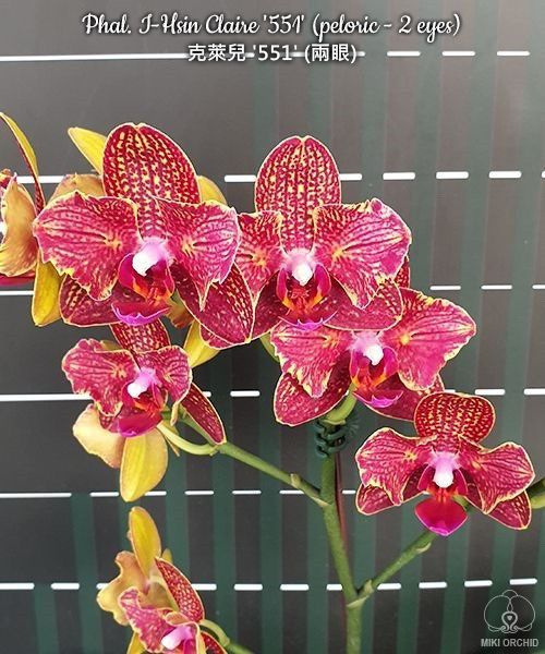 Орхидея Phal. I-Hsin Claire '551' (peloric - 2 eyes) не цветет горшок 2 ...