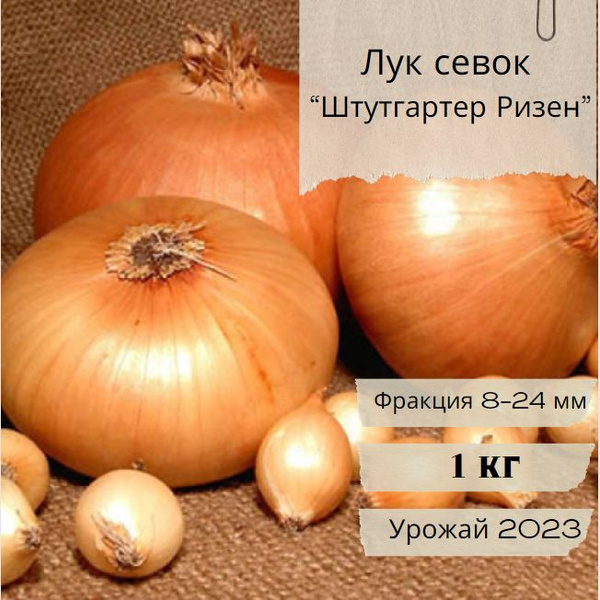 Луковицы Лук, Лук севок купить по выгодной цене в интернет-магазине ...