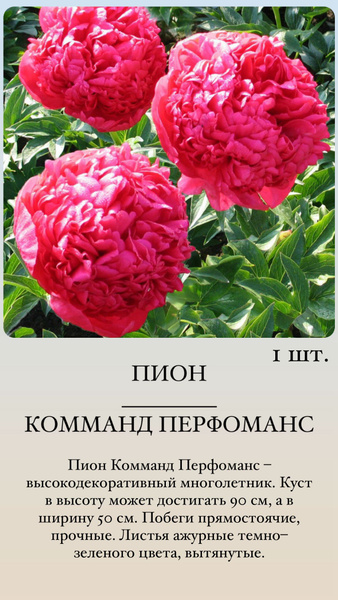 Пионы Пион - купить по выгодным ценам в интернет-магазине OZON (1522428559)