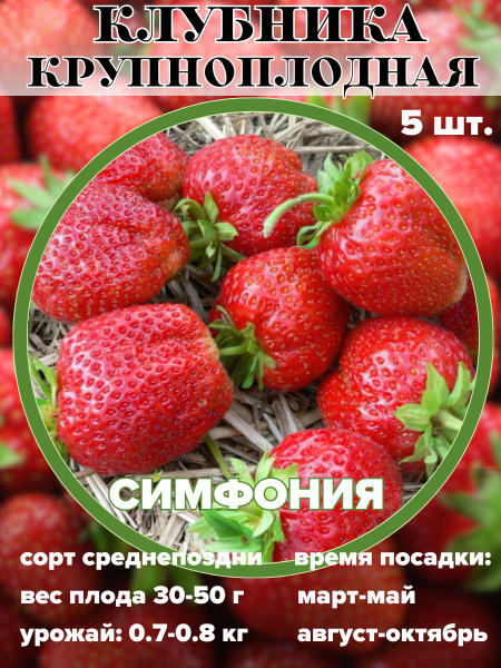 Клубника Russian Garden Клубника крупноплодная, рассада, саженцы 5 штук ...