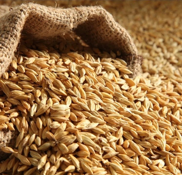 Ячмень для проращивания, зерно на микрозелень, 700гр - купить с ...