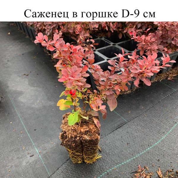Барбарис тунберга Корал D-9 см, саженец в горшке 1 шт - купить с ...