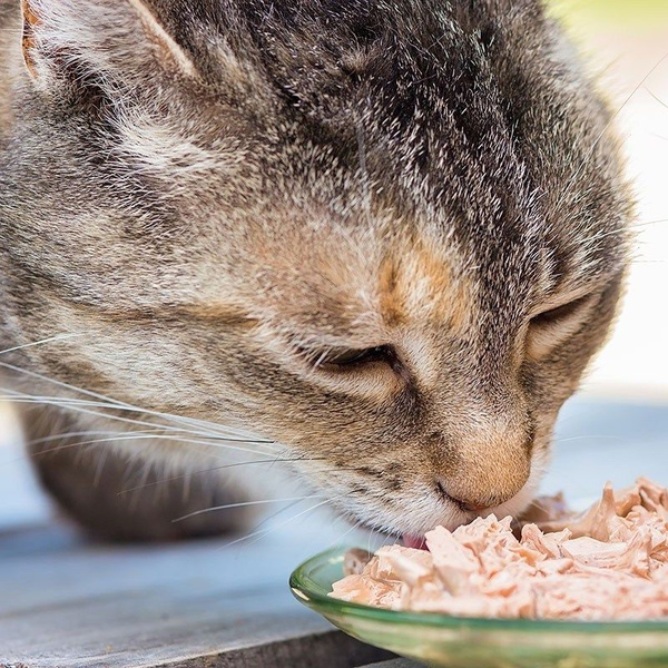 Консервы для кошек Lifecat Тунец с камбалой в бульоне - купить с ...