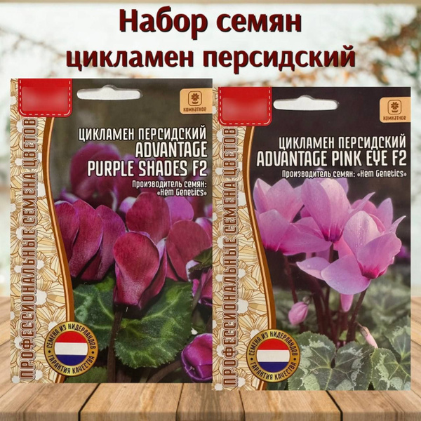 Цикламены Семена комнатных цветов Цикламен Персидский F2 набор 2 уп ...