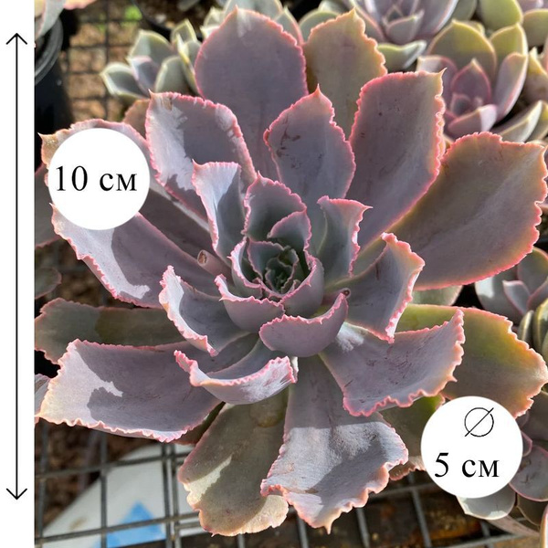 Эхеверия Шавиана Пинк Фриллс 5/10 см, 5 дм, 1 шт - купить по выгодной ...