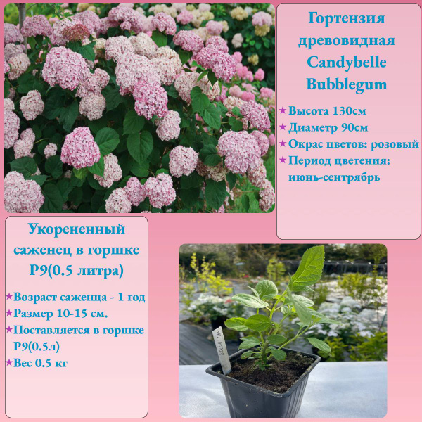 Гортензия Древовидная Кандибелле Баблгам(Candybelle Bubblegum ...