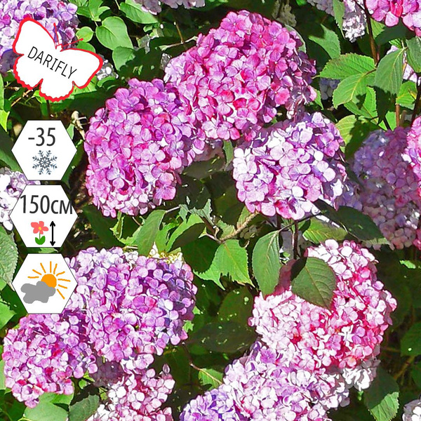 Гортензия пильчатая Прециоза (Hydrangea serrata Preziosa), многолетник ...