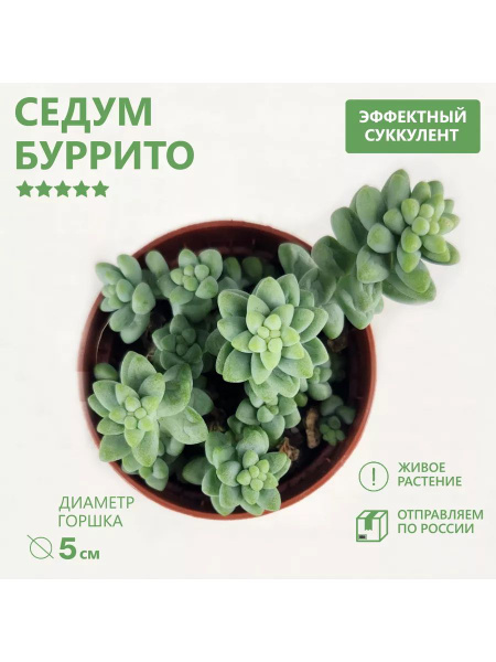 Седум Седум (Очиток) Буррито Суккулент, D5, 5 дм - купить по выгодной ...