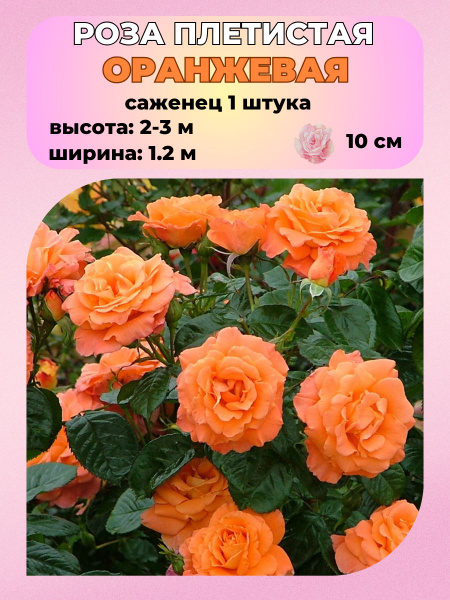 Роза Magic Garden Роза плетистая, саженец 1 шт. - купить по выгодным ...