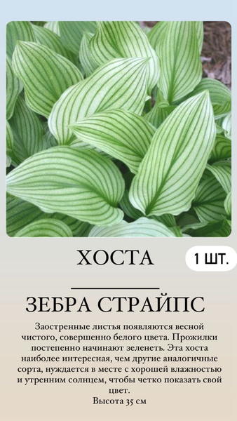 Хосты Хосточка1 - купить по выгодным ценам в интернет-магазине OZON ...