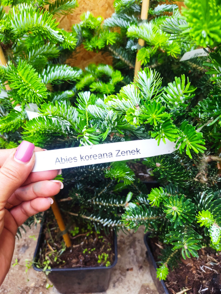 Ель Корейская - купить с доставкой по выгодным ценам в интернет ...