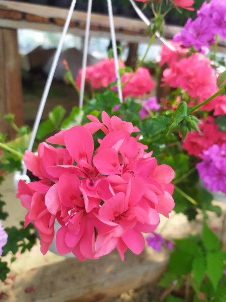 Пеларгония плющелистная (герань) в горшке 0.7л - купить с доставкой по ...