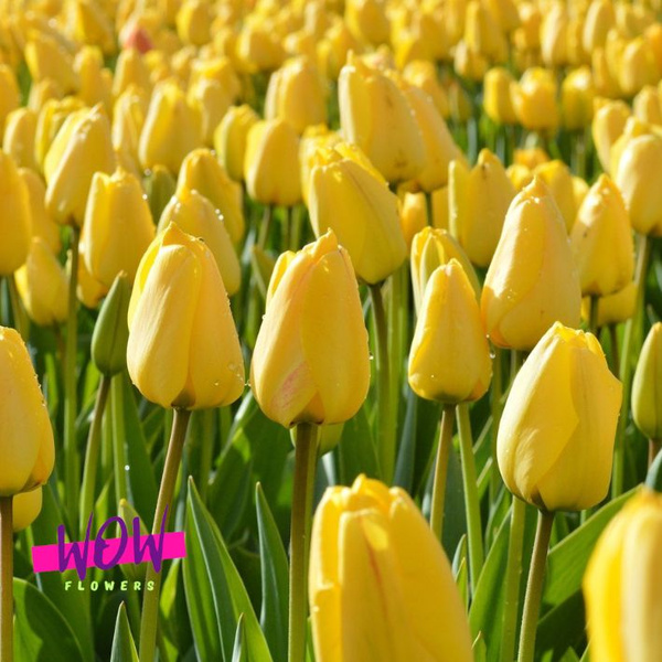 Луковицы Тюльпан WOW-Flowers купить по выгодной цене в интернет ...
