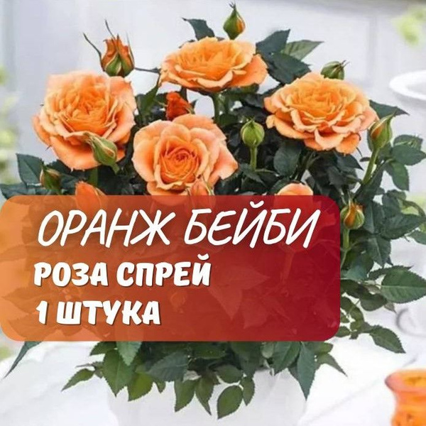 Роза спрей Оранж Бейби / саженец розы - купить с доставкой по выгодным ...