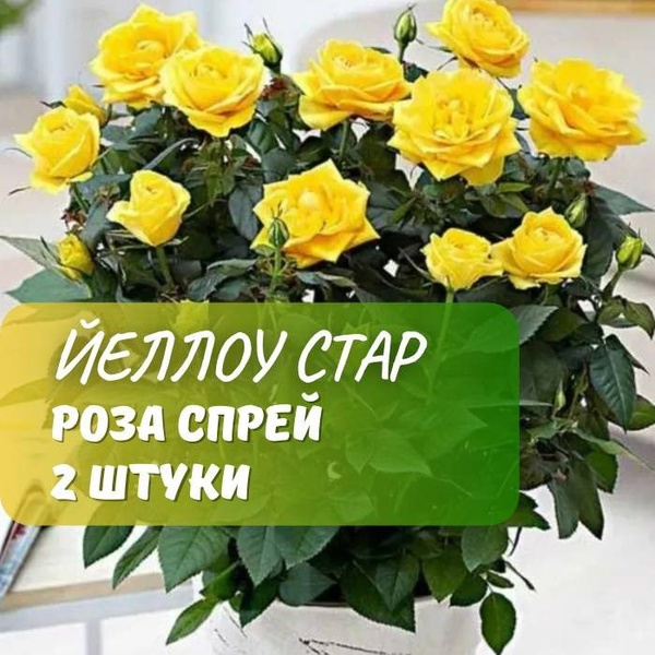 Роза спрей Йеллоу Стар 2 шт / саженец розы - купить с доставкой по ...