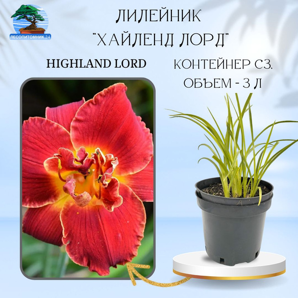 Лилейник 'Highland Lord'' (Хайленд Лорд), С3 - купить с доставкой по ...