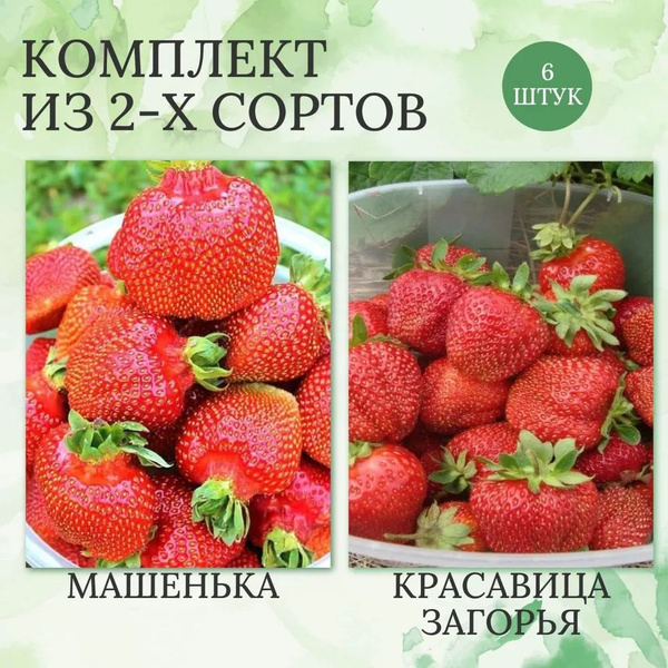 Набор саженцев клубники Красавица Загорья/ Машенька (6 штук) - купить с ...