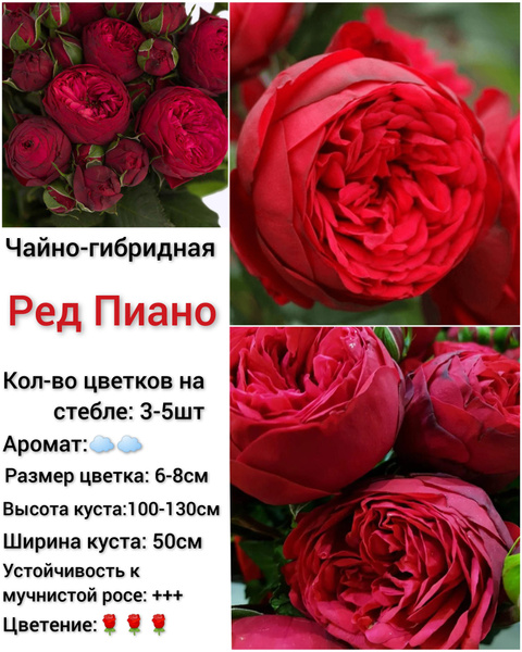 Роза Чайно-гибридная Ред Пиано купить на OZON по низкой цене (1654550979)
