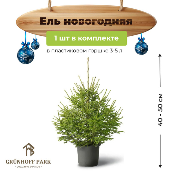 Новогодняя ёлка, живая ёлка в горшке, 40-50 см (ЗКС) - купить с ...