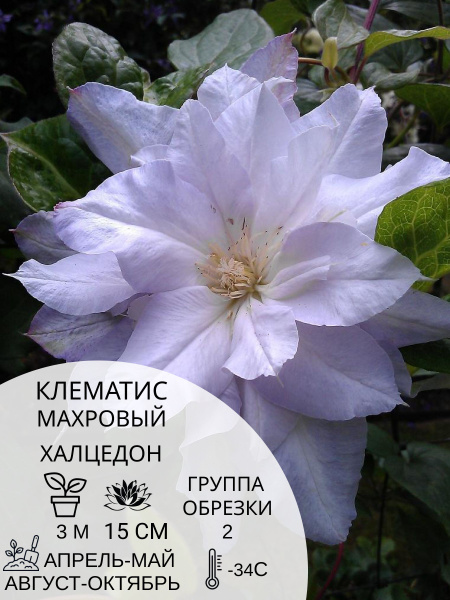 Клематис клематис - купить по выгодным ценам в интернет-магазине OZON ...