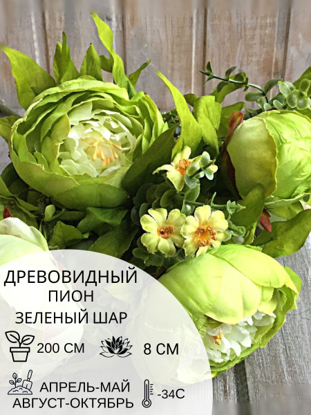 Корень пиона древовидный Зеленый Шар, саженец многолетних цветов купить ...