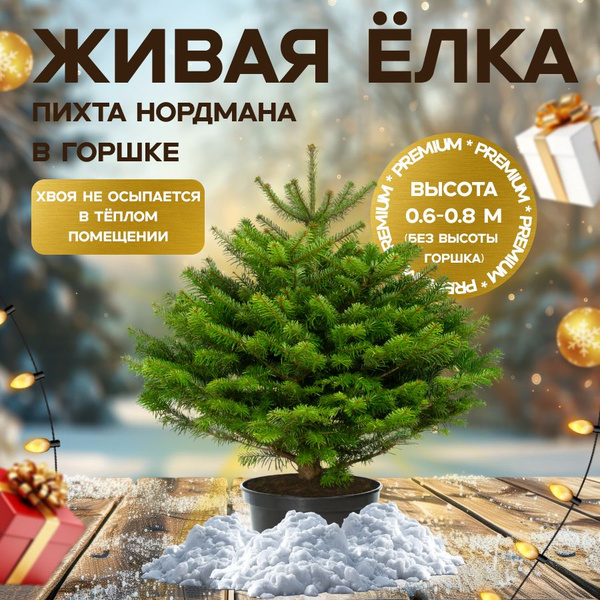 Elka.bio Живая елка, Пихта Нордмана в горшке 0.6 - 0.8 метра, PREMIUM ...