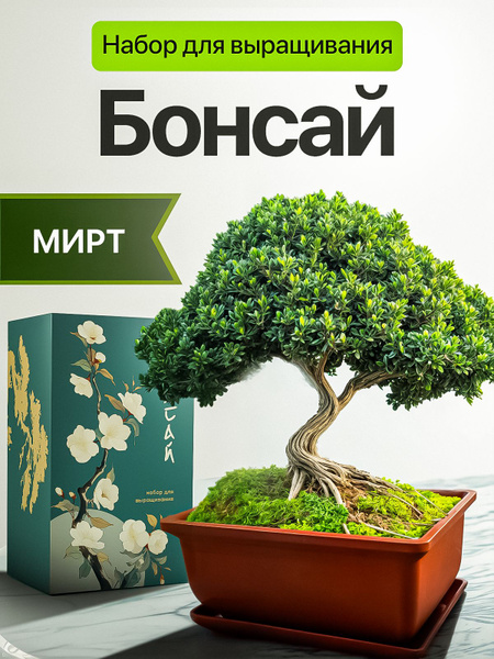 Бонсай набор для выращивания растений Мирт купить на OZON по низкой ...