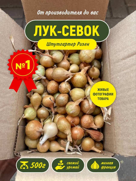 Лук севок на посадку весной Штутгартер Ризен 500гр купить на OZON по ...