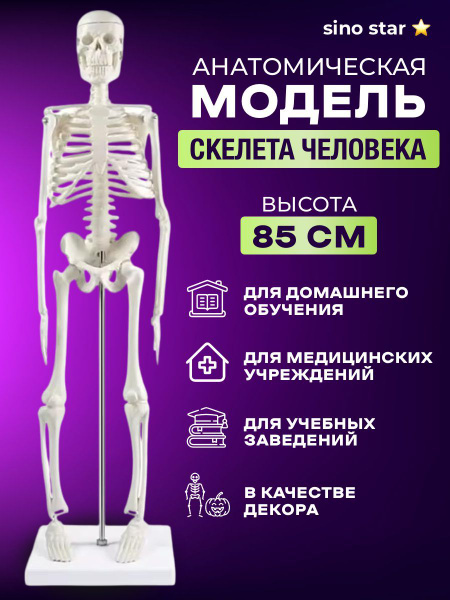 Макет скелет человека с органами анатомический модель 85см купить на ...
