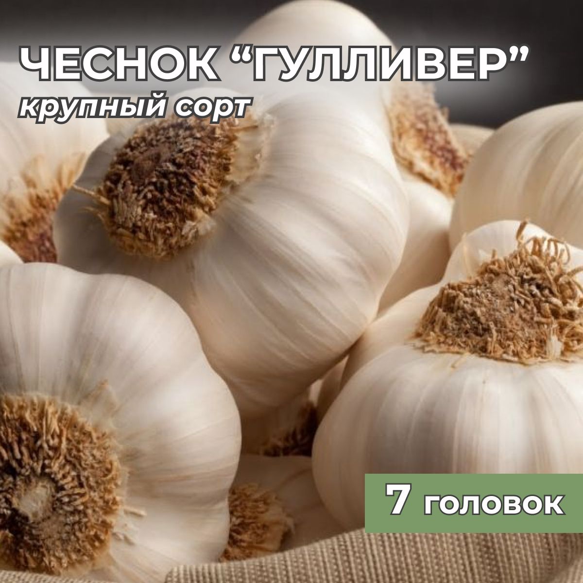 Луковицы Чеснок Калатея купить по выгодной цене в интернет-магазине OZON  (654396030)