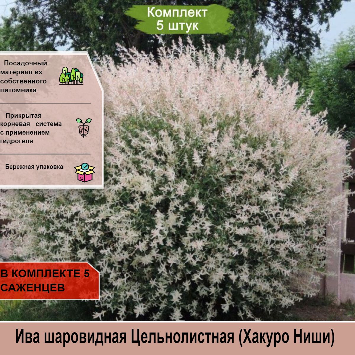 Ива цельнолистная хакуро-нишики. Ива цельнолистная хакуро-нишики. Ива цельнолистная хакуро-нишики. Как сажать иву хакуро нишики. Ива цельнолистная hakuro nishiki.