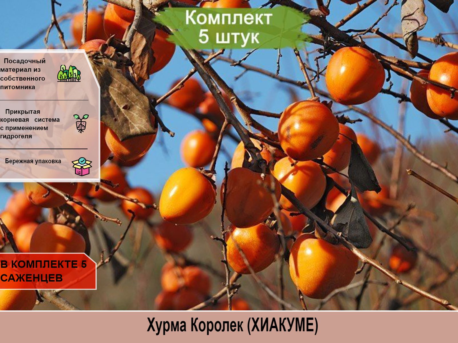 Хурма королек азербайджан. Хурма медовая мандаринная. Хурма хиакуме. Хурма янтарная королек. Хурма бычье сердце.