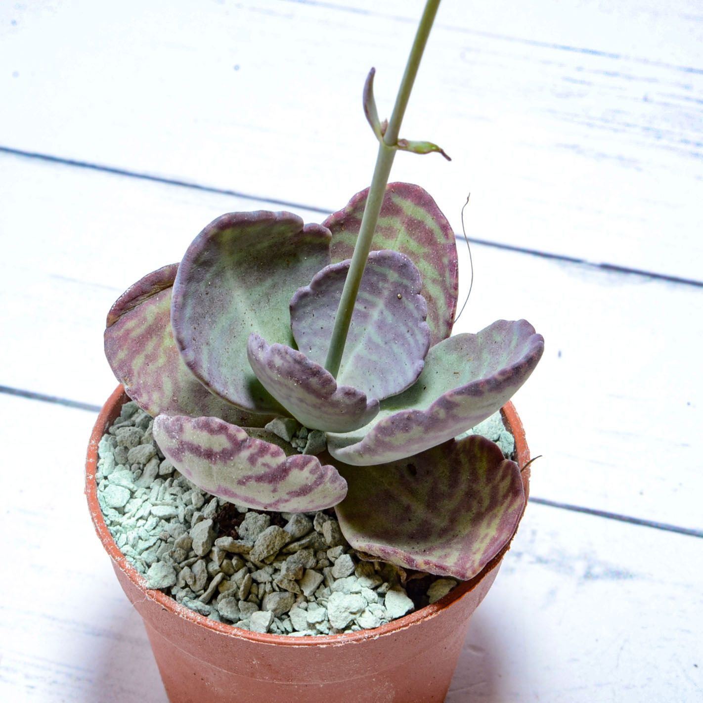 Суккулент Kalanchoe Humilis (Каланхоэ). Диаметр горшка 5 см. Субстрат Succuterra Classic и фирменный горшочек в комплекте.