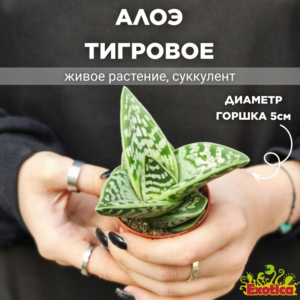 Алоэ Пестрое, или Тигровое (Aloe Variegata) D5см