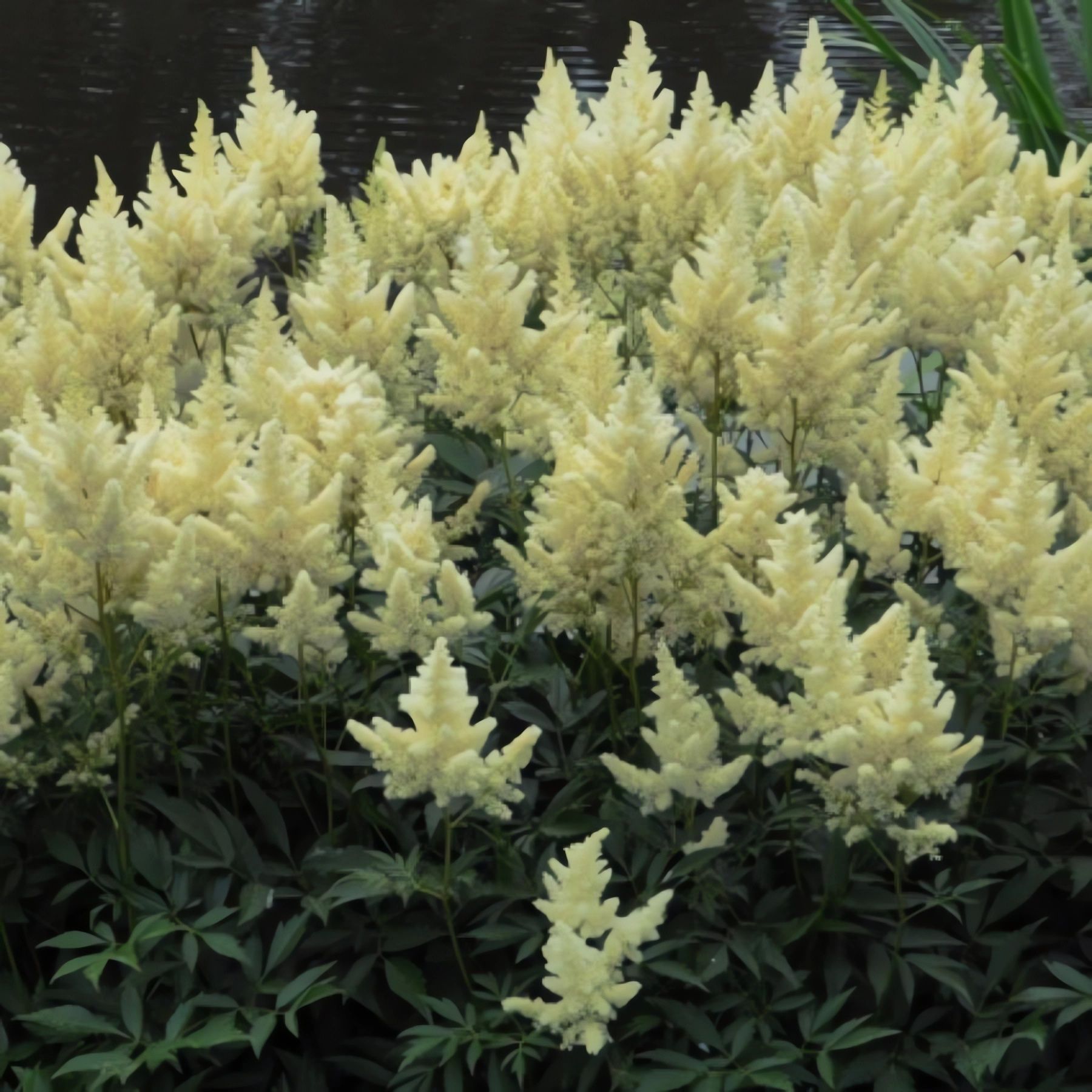 Canvas Print astilbe - PIXERS.US