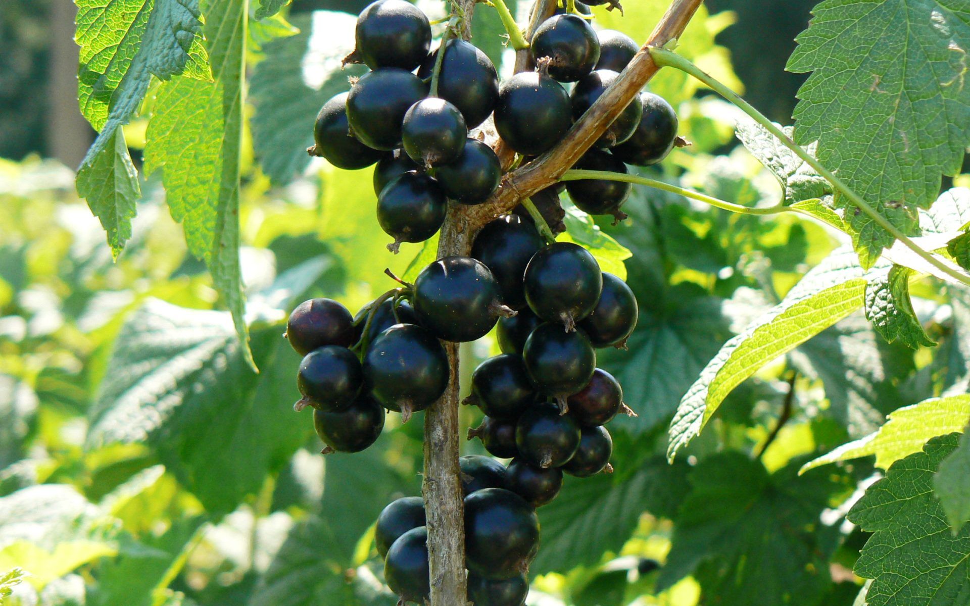 Смородина черная Ожерелье (ribes nigrum ozherel'ye) 