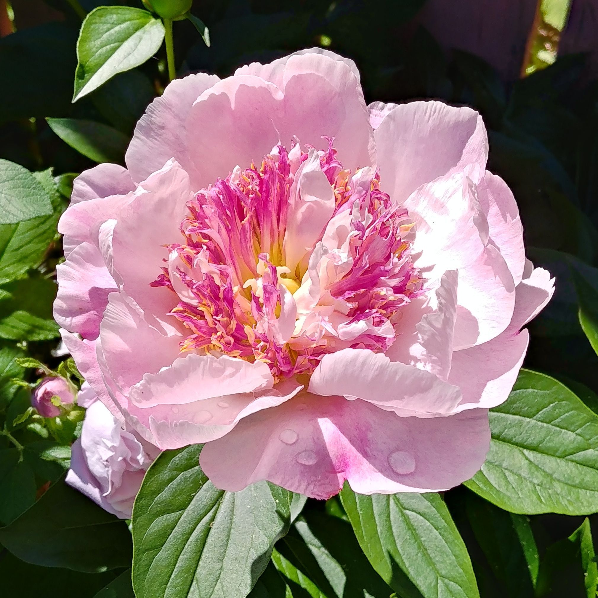 File:Paeonia 'Do Tell' 5 2021 Lactiflora- (51212909137).jpg - Wikimedia Commons