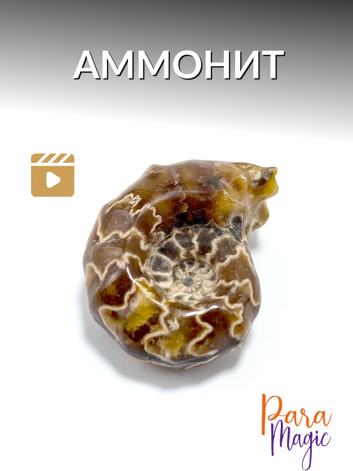 Аммонит, натуральный камень,1шт, размер: 2,5-4см.