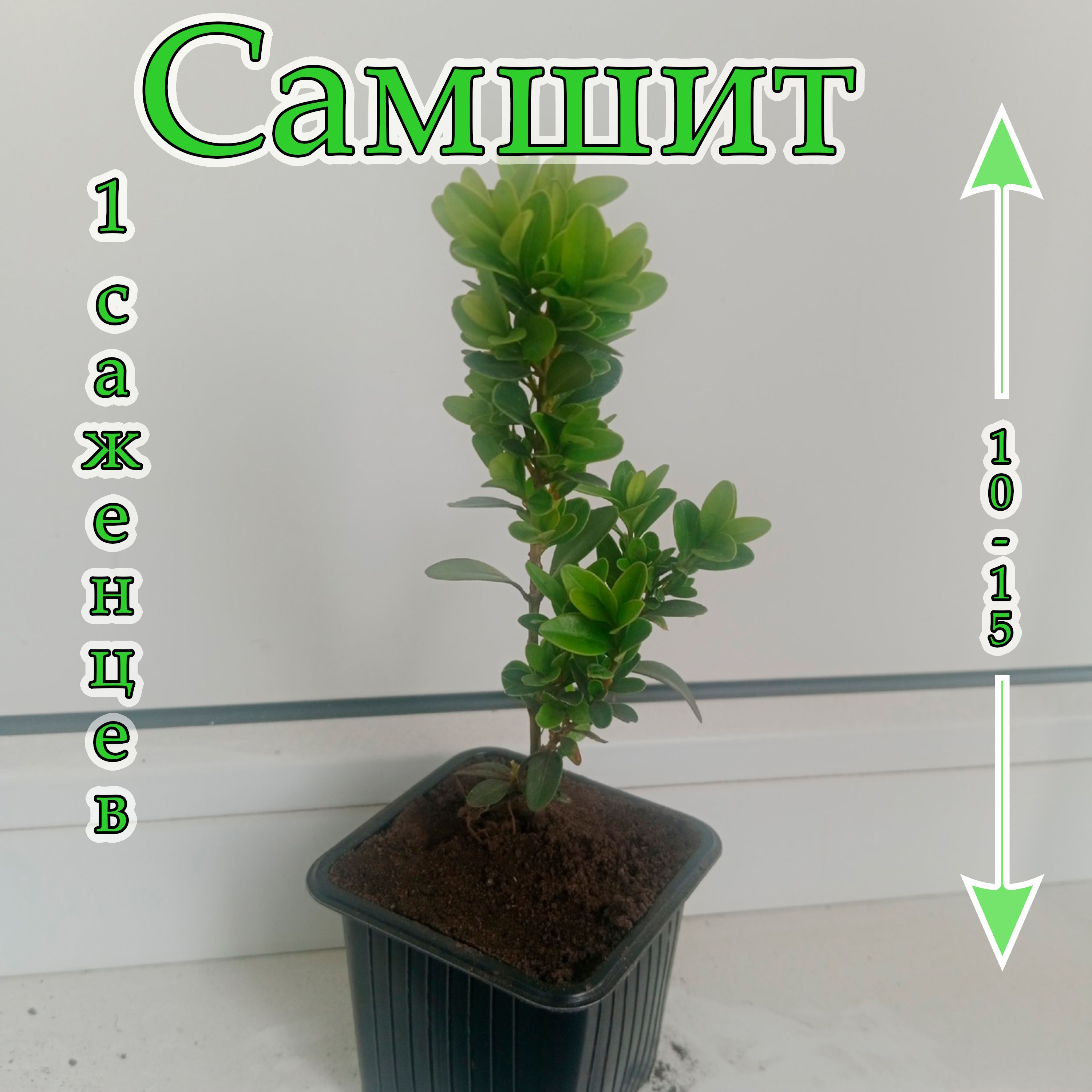 Самшит P6...